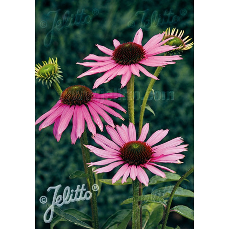 Echinacea purpurea Baby Swan Pink