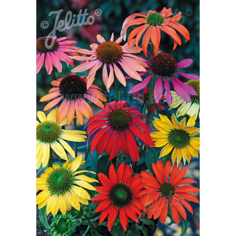 Echinacea purpurea Cheyenne Spirit