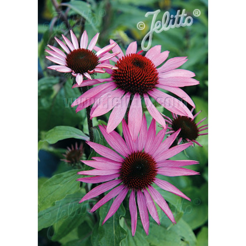 Echinacea purpurea Prairie Splendor
