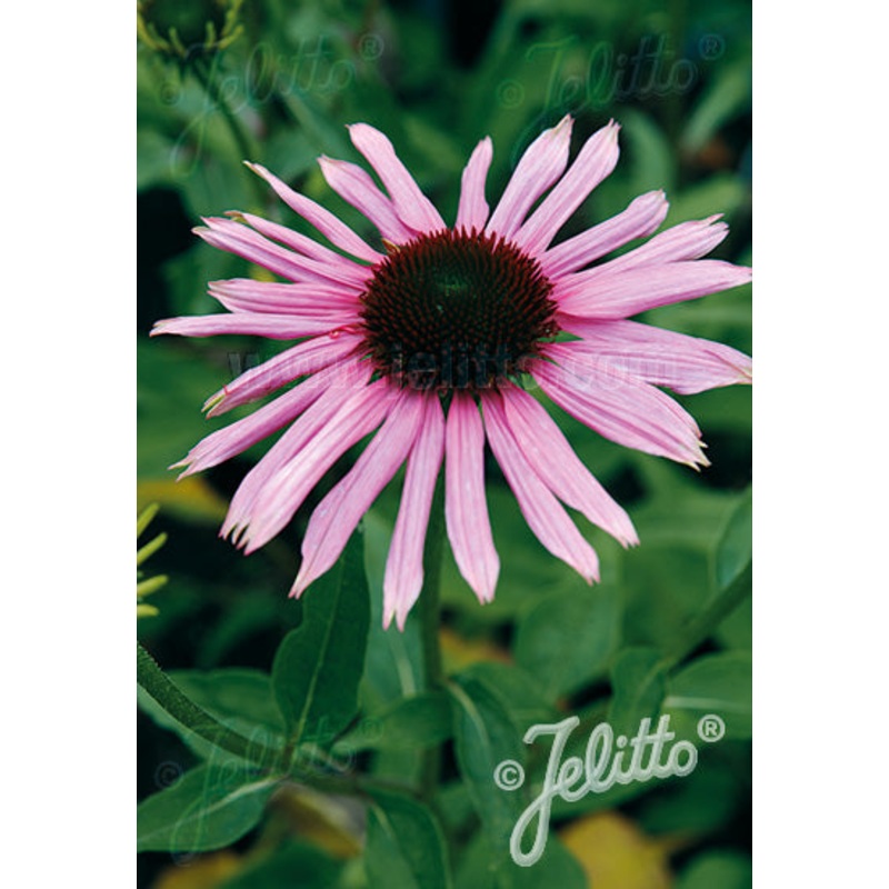 Echinacea purpurea Primadonna Deep Pink