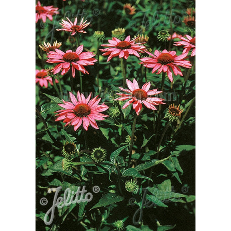 Echinacea purpurea Rubinstern (Ruby Star)