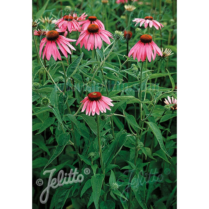 Echinacea purpurea Verbesserte Leuchtstern (Shining Star Improved)
