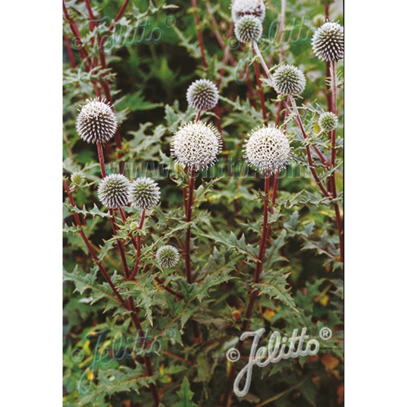 Echinops Artic Glow|2 Litre