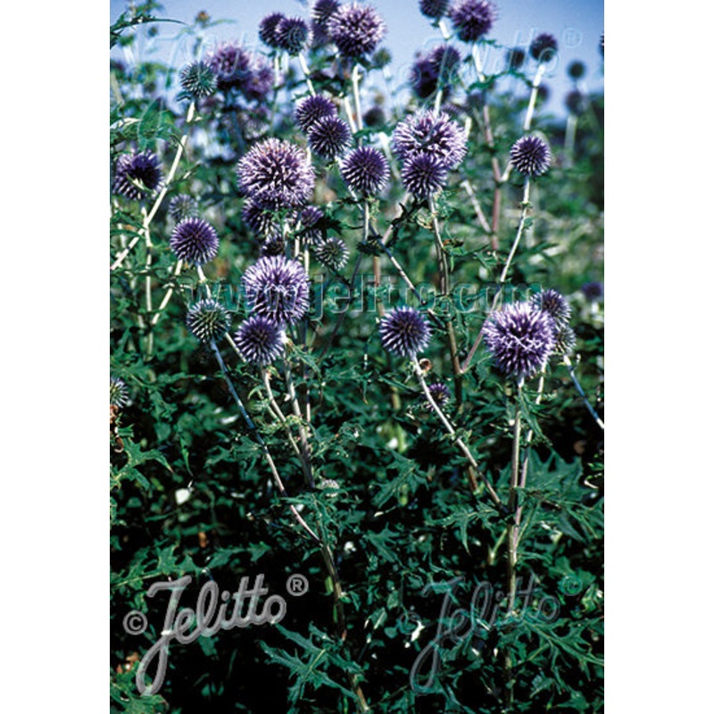 Echinops Blue Glow|2 Litre