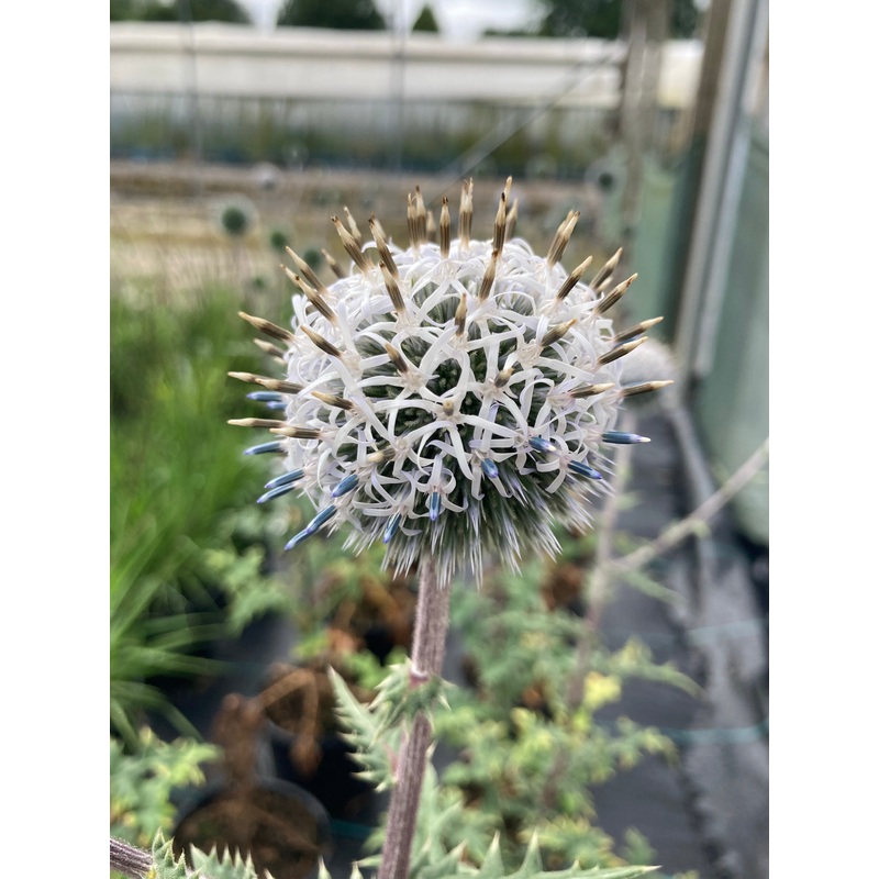 Echinops Star Frost|2 Litre