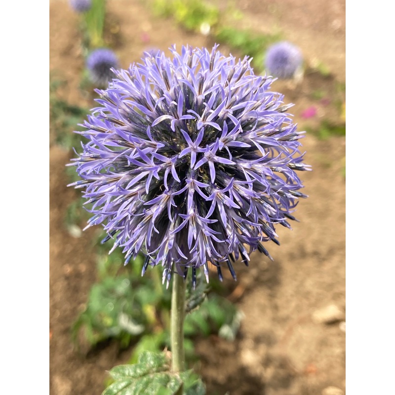 Echinops Taplow Blue|2 Litre