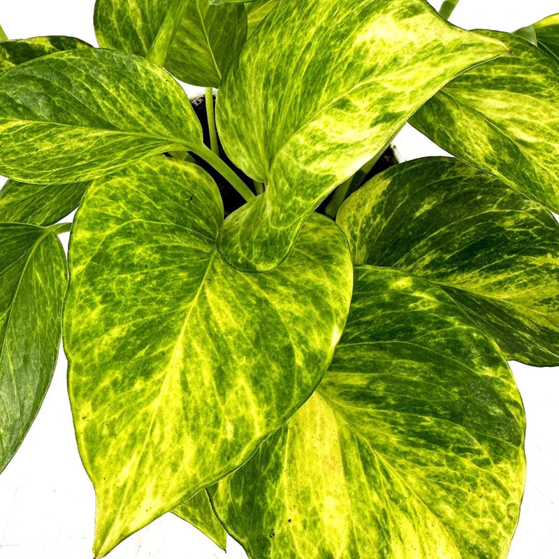 Epipremnum pinnatum ‘Neon Queen’