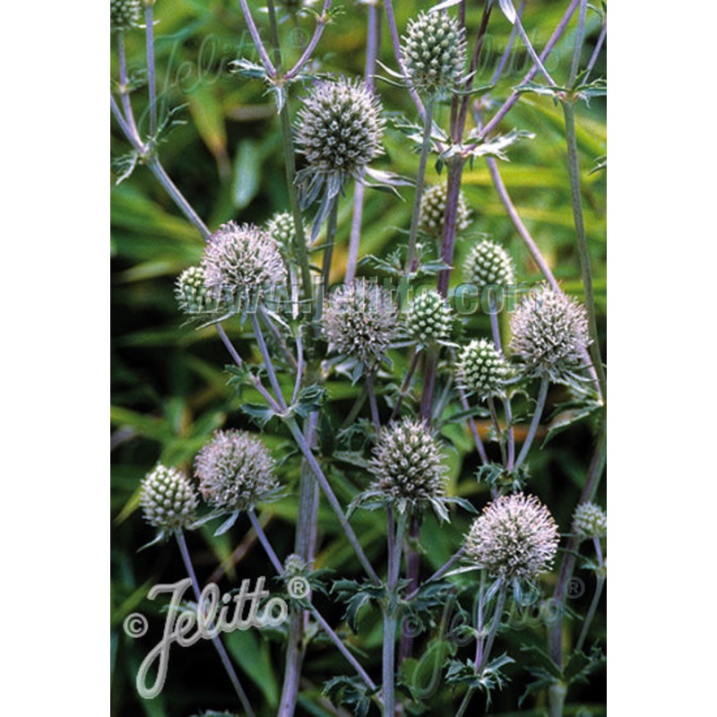 Eryngium White Glitter|9cm|2 Litre