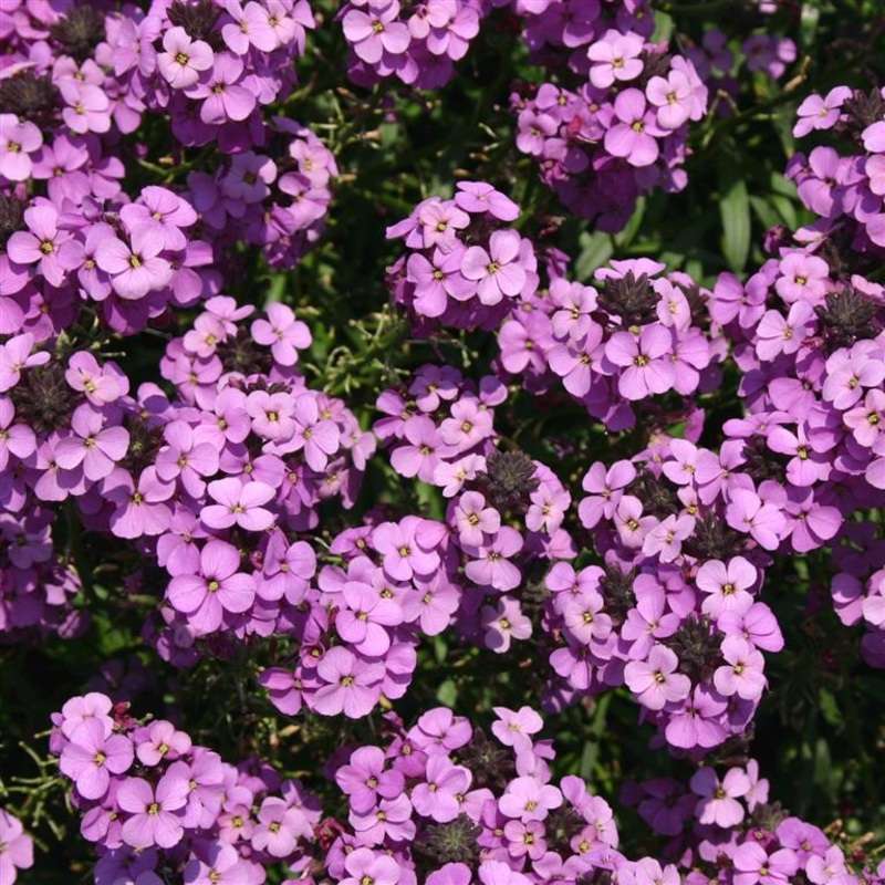 Erysimum Bowles Mauve – AGM|9cm|2 litre