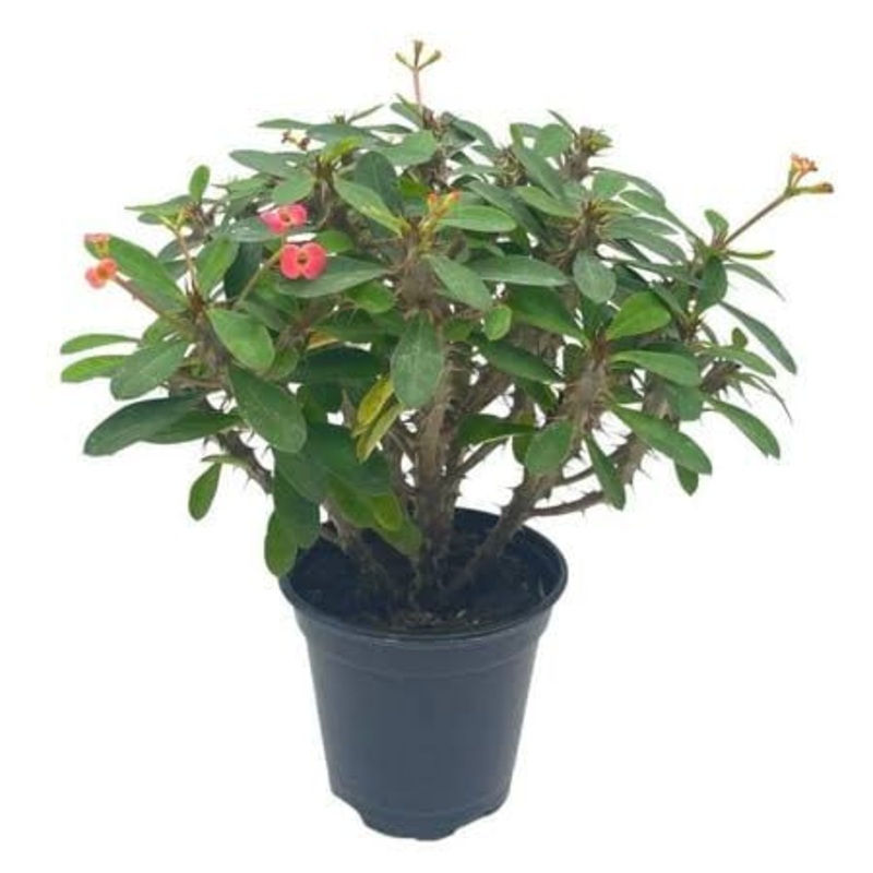 Euphorbia milii ‘Crown of thorns’