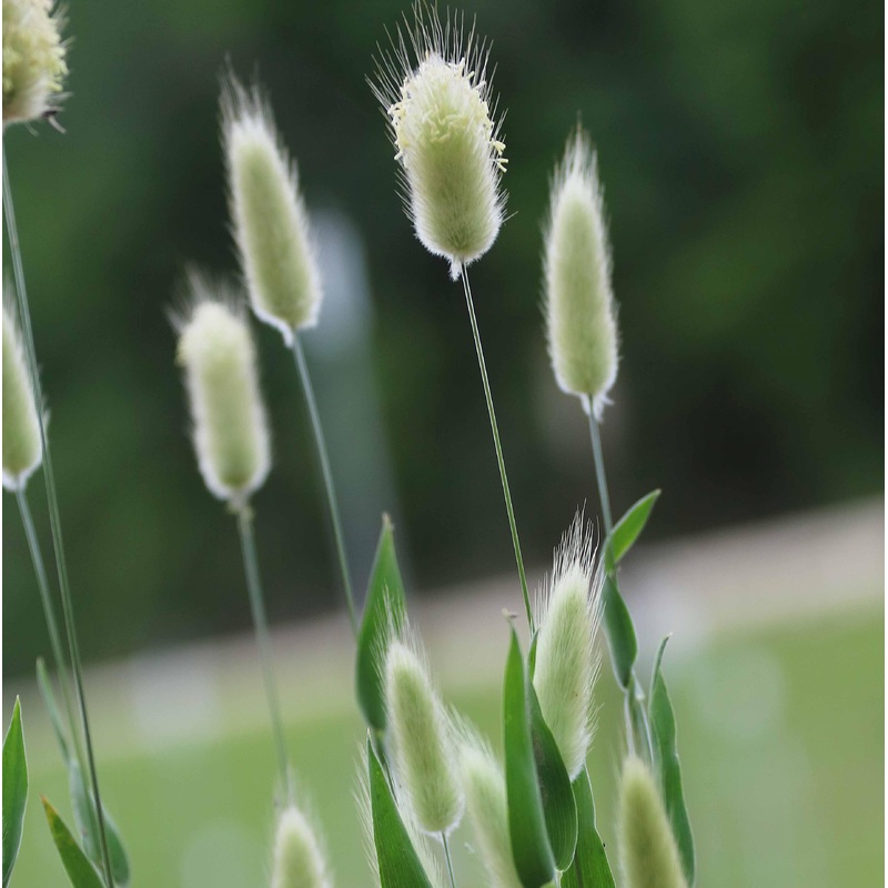 Flower, Bunny Tails