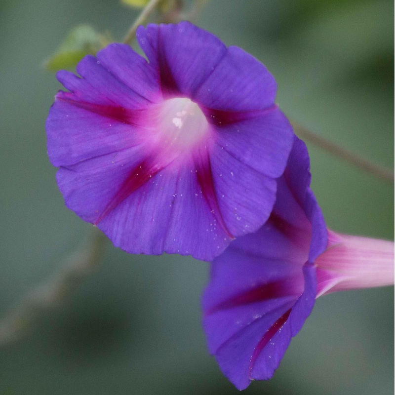 Flower, Grandpa Ott’s Morning Glory Seeds