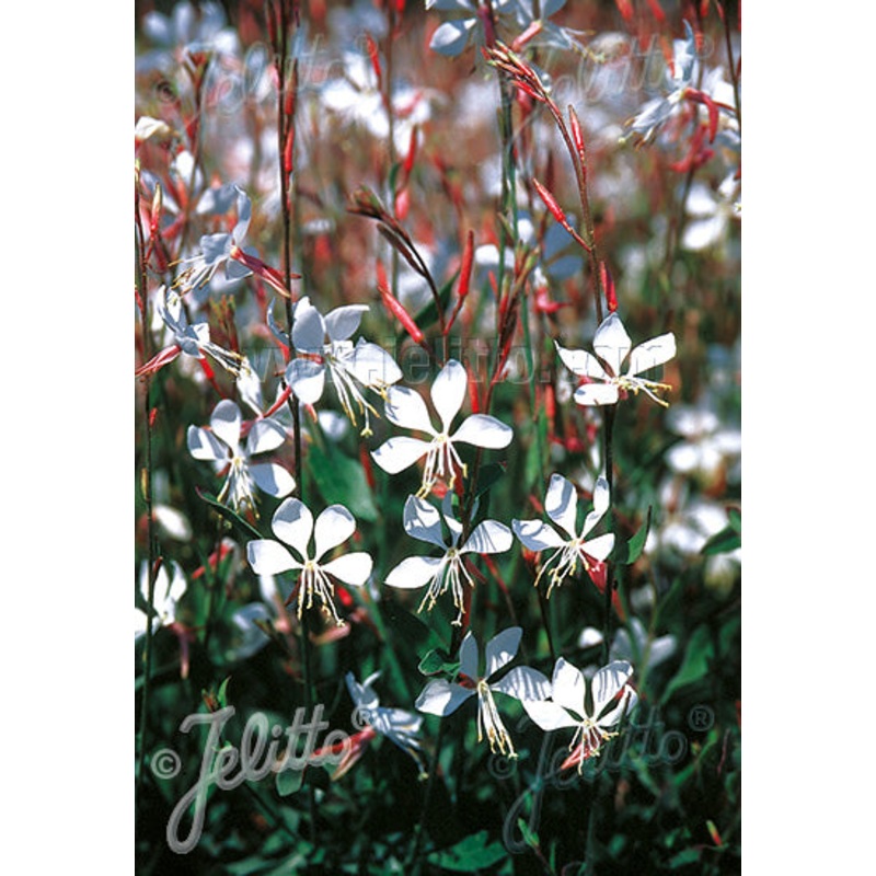 Gaura lindheimeri The Bride|9CM|2 Litre