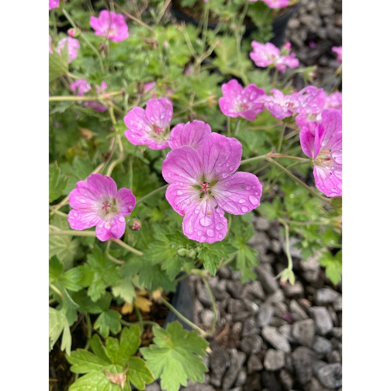 Geranium Mavis Simpson AGM|2 Litre