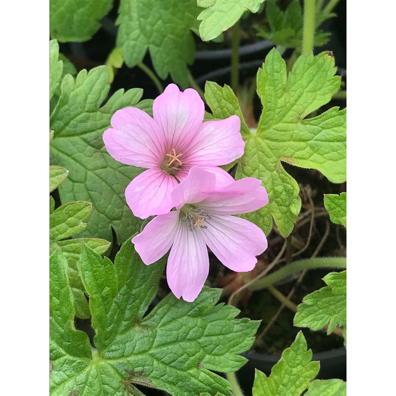 Geranium  oxonianum Lambrook Gillian