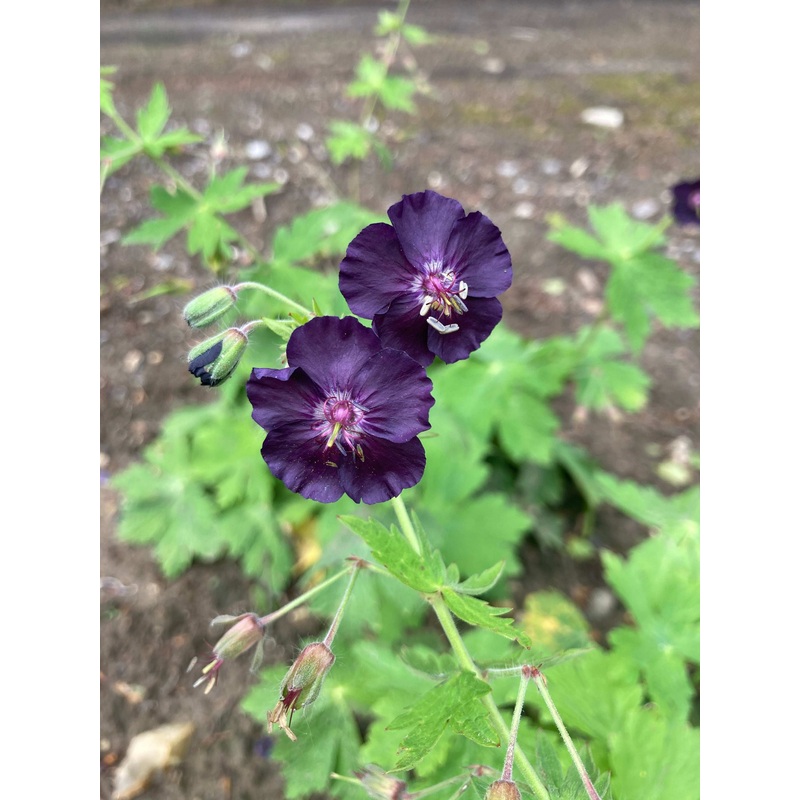 Geranium phaeum Raven|2 Litre|9CM