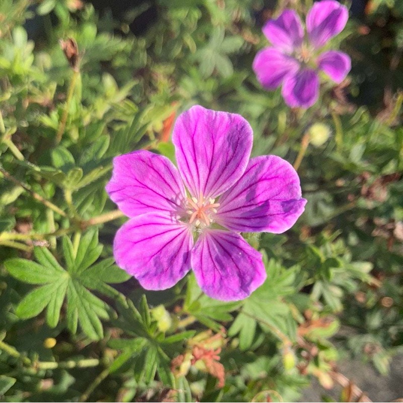 Geranium sanguineum Canon Miles
