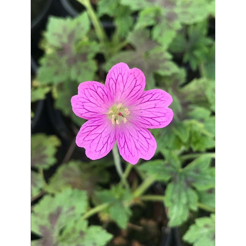 Geranium x oxonianum Walters Gift
