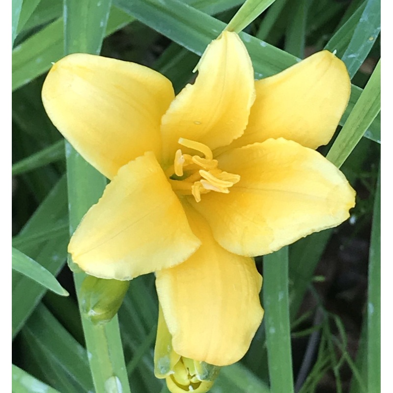 Hemerocallis Mini Stella (Daylily)