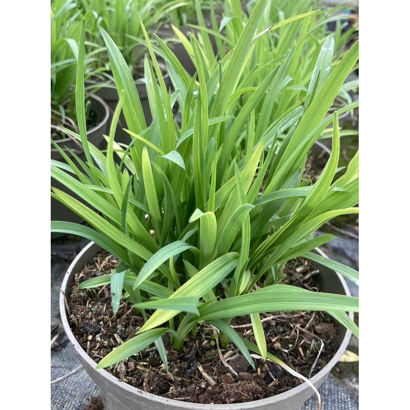 Hemerocallis Sammy Russell (Daylily)