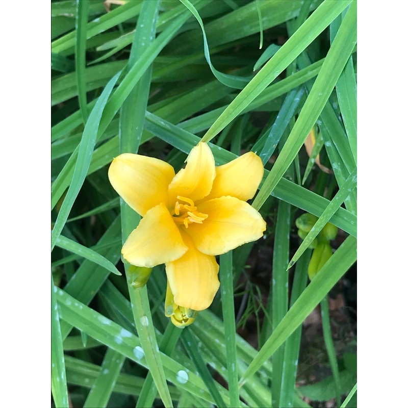 Hemerocallis Stella de Oro (Day Lily)