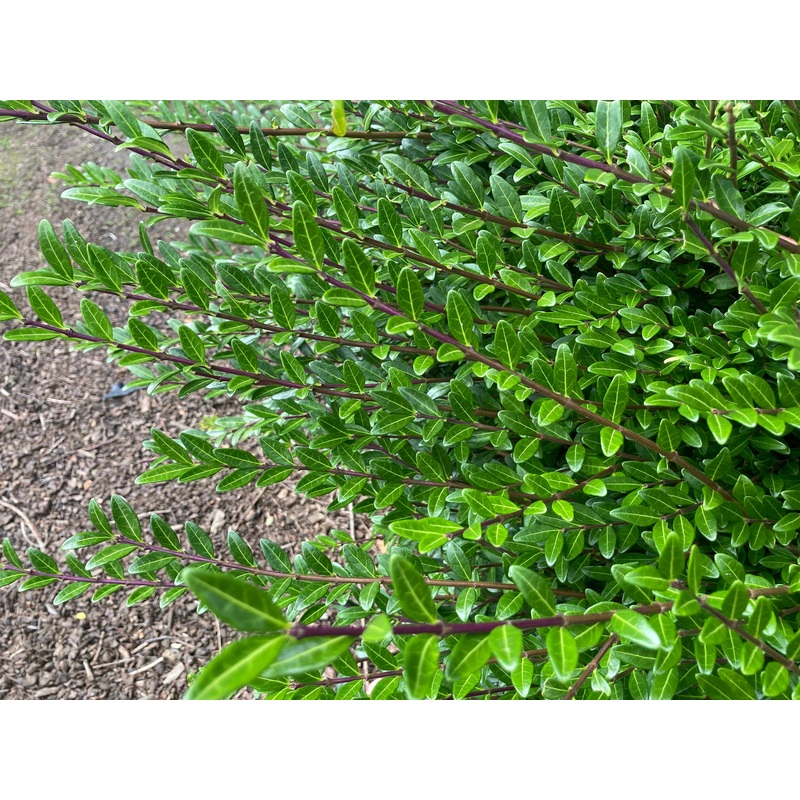 Lonicera pileata|2 Litre