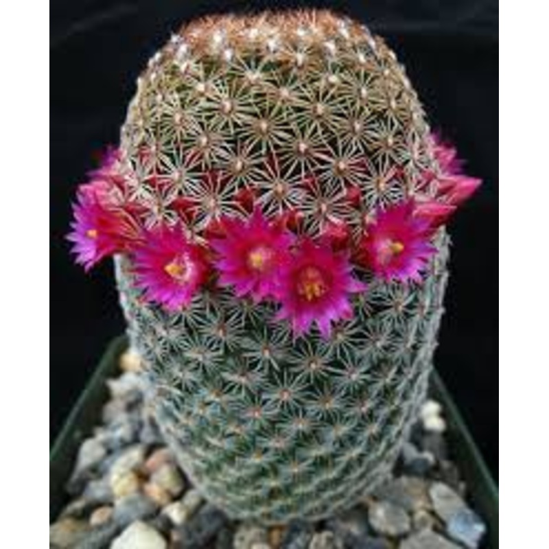 Mammillaria matudae ‘Thumb Cactus’