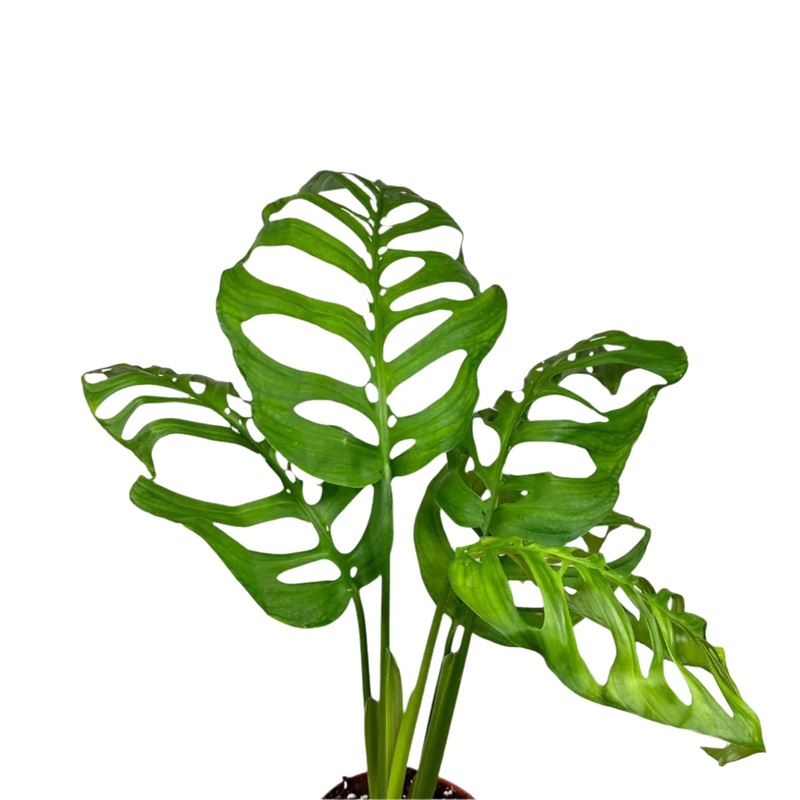 Monstera ‘Esqueleto’|10″ Pot|4.5″ Pot|8″ Pot (Totem 18″)