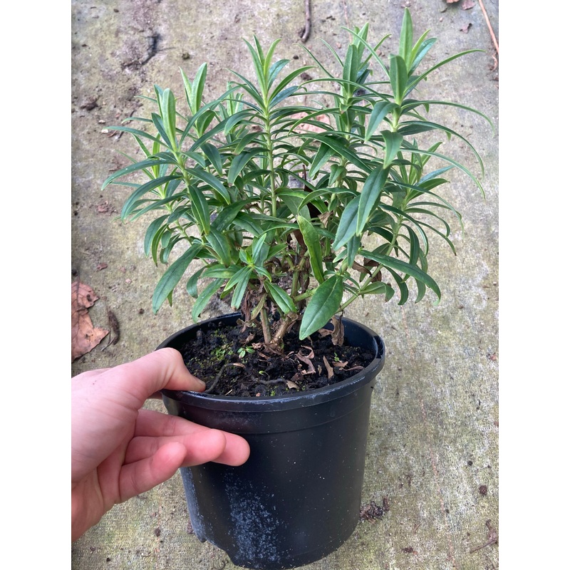 Penstemon Flamingo|2 Litre
