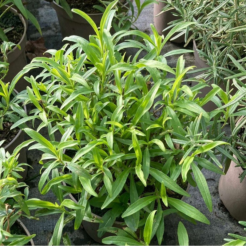 Penstemon Wedding Day|2 Litre|9CM