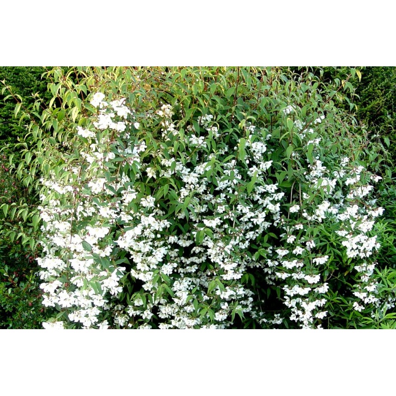 Philadelphus Dainty Lady|9CM|2 Litre