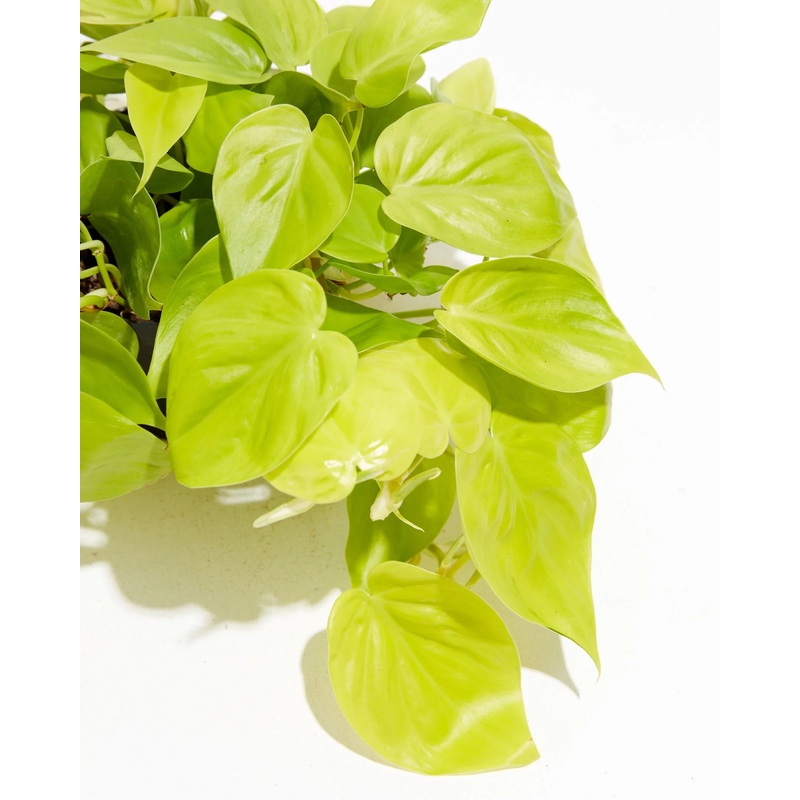 Philodendron Cordatum ‘Lemon Heart Leaf’