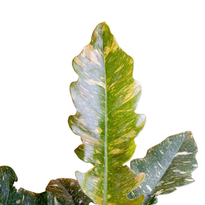 Philodendron ‘Ring of Fire’|2.5″ Pot|4.5″ Pot