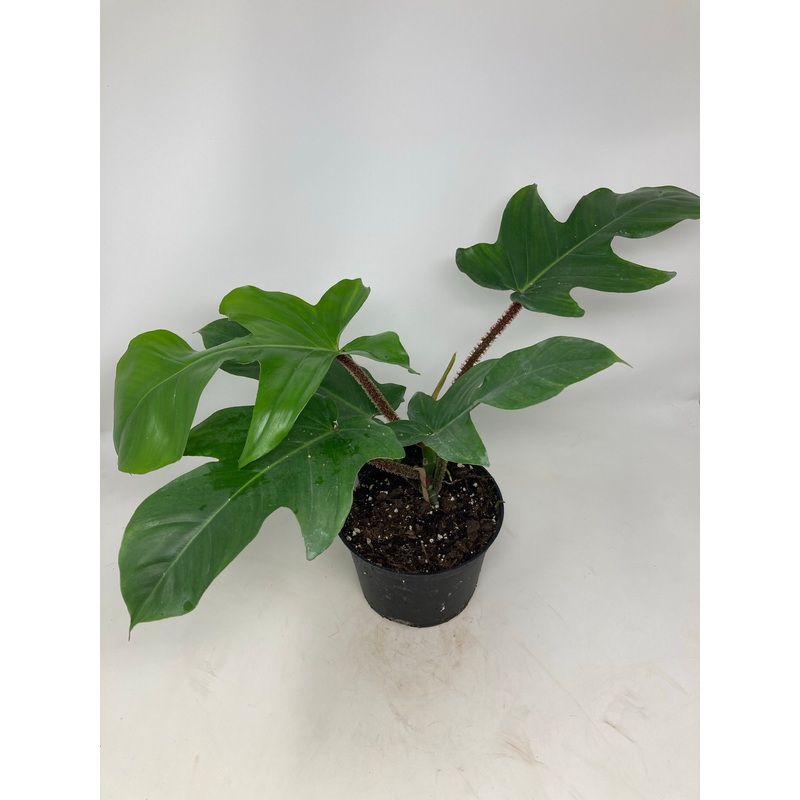 Philodendron squamiferum Hairy Philodendron