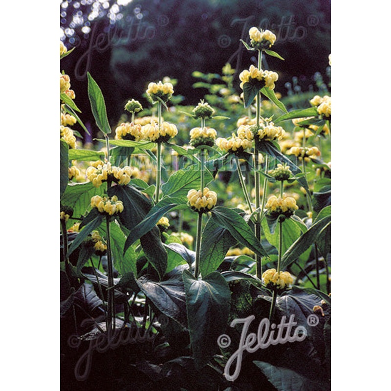 Phlomis russeliana – AGM|2 Litre|9CM