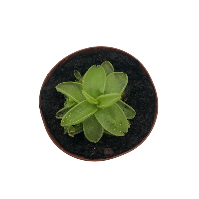 Pinguicula ‘ Carnivorous Butterwort’
