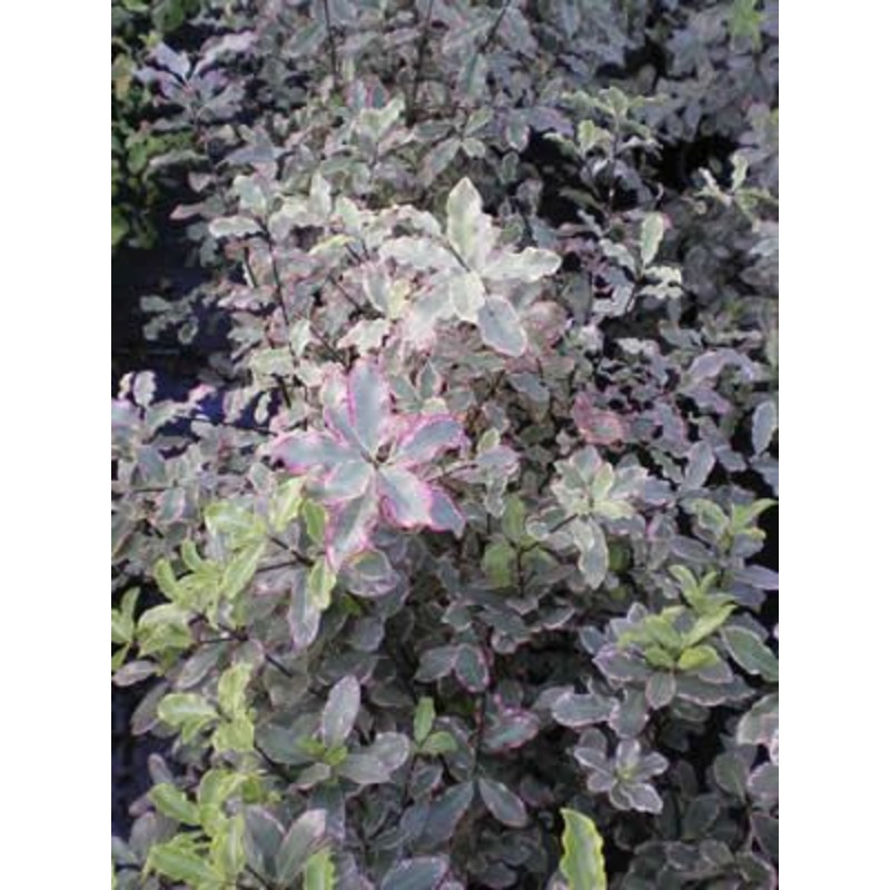 Pittosporum Elizabeth|9cm|2Litre