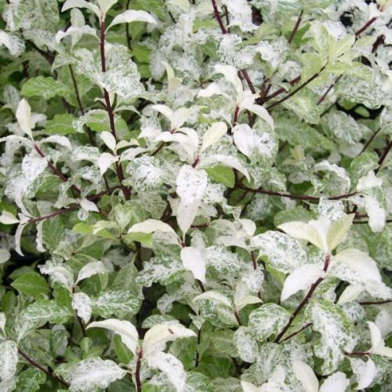 Pittosporum Irene Paterson – AGM