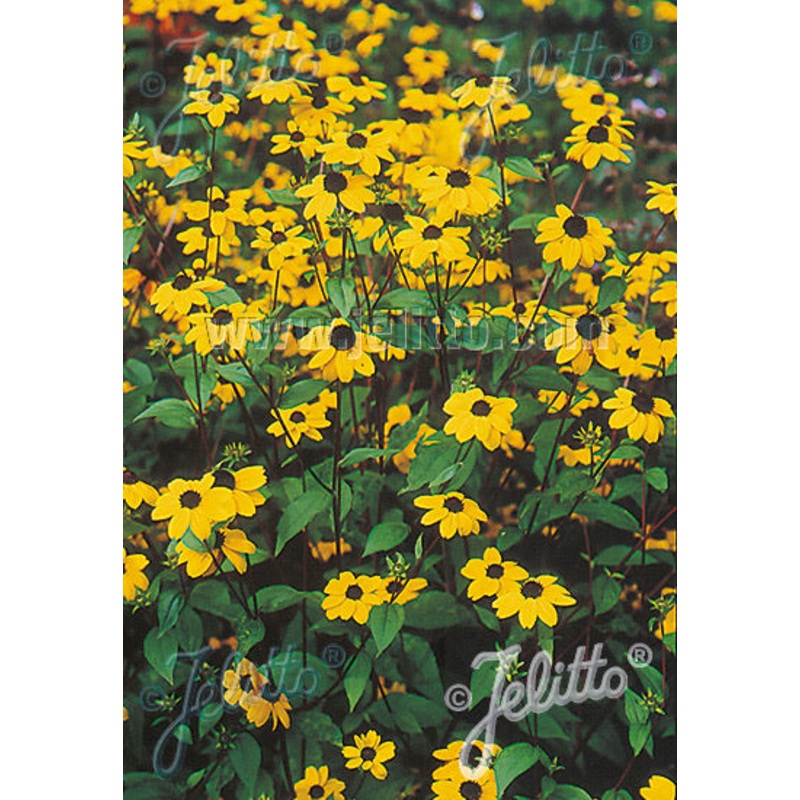 Rudbeckia triloba – AGM|0.5 Litre|2 Litre