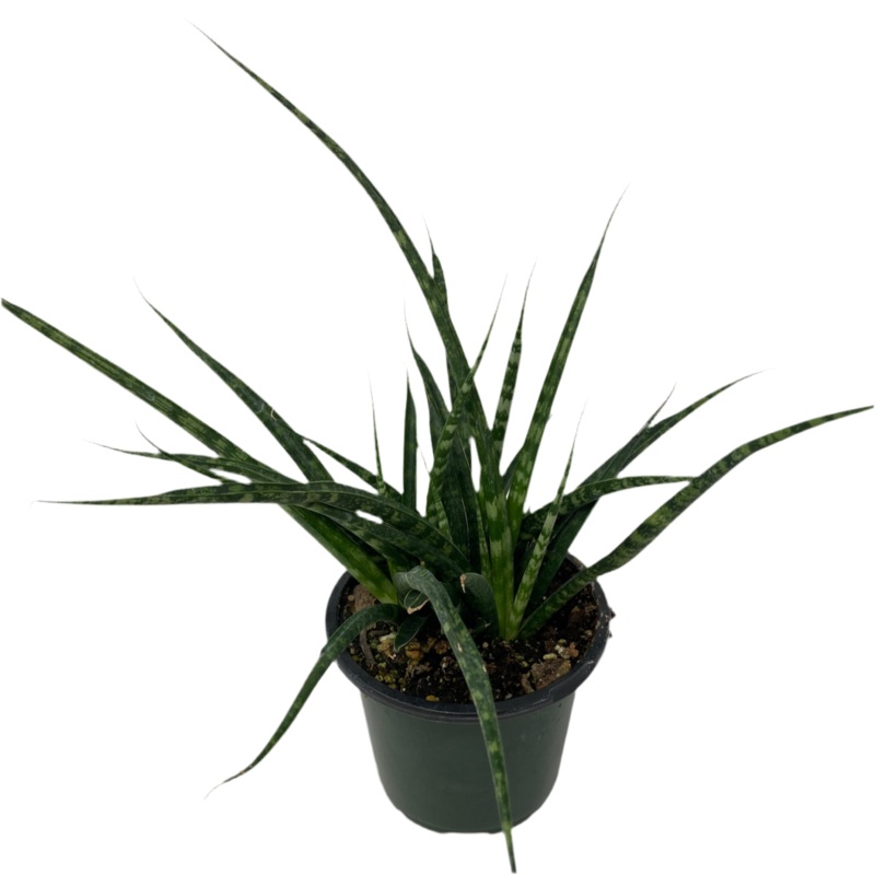 Sansevieria ‘Fernwood’|4.5″ Pot|6″ Pot|8″ Pot