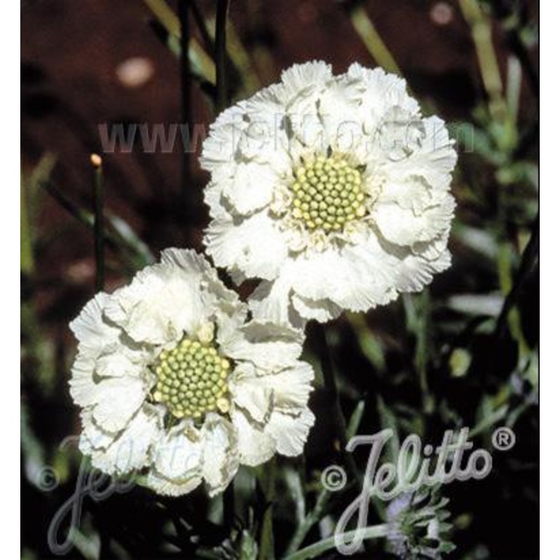 Scabiosa caucasica Alba|9CM|1 Litre|2 Litre