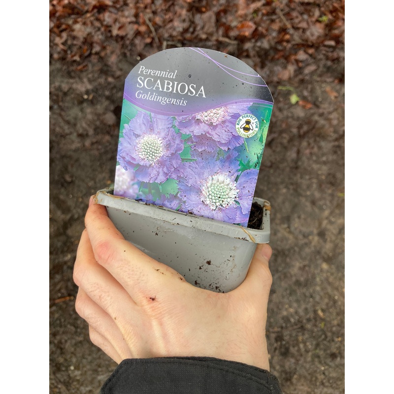Scabiosa caucasica Goldingensis
