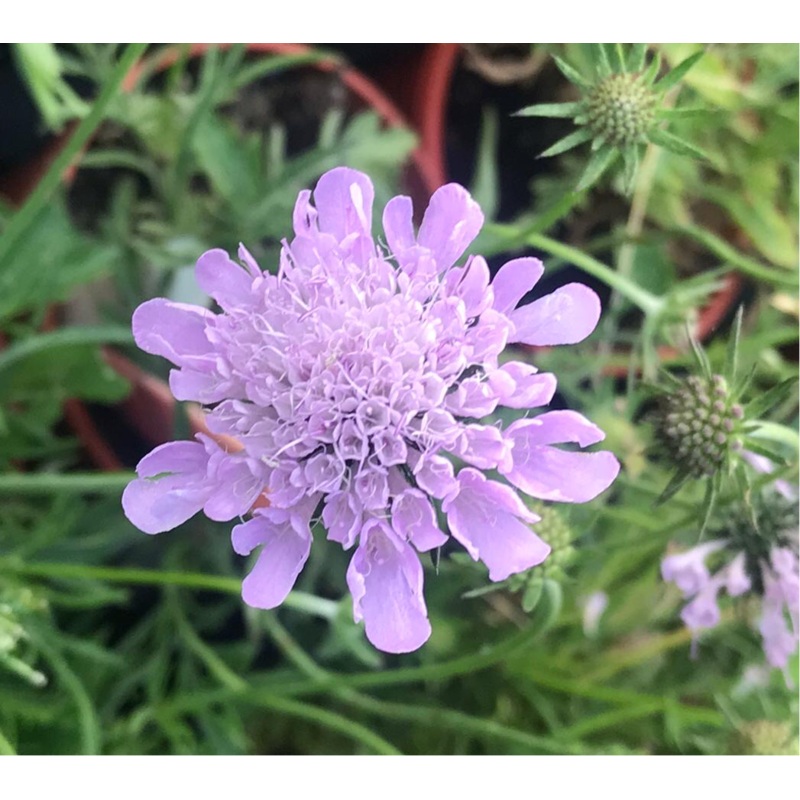 Scabiosa columbaria Pink Mist|9CM|2 Litre
