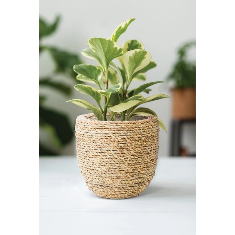 Small Seagrass Covered Planter – 6D
