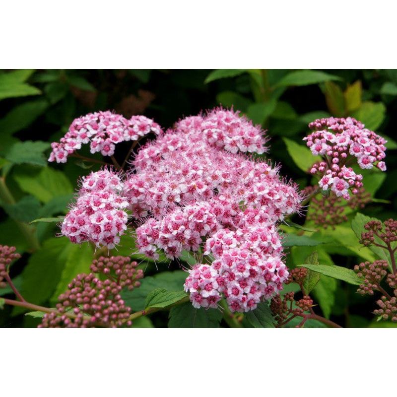 Spiraea Sparkling Champagne|0.5 Litre|2 Litre