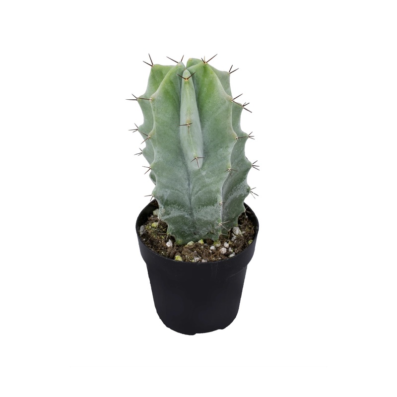 Stenocereus pruinosus ‘Gray Ghost Cactus’