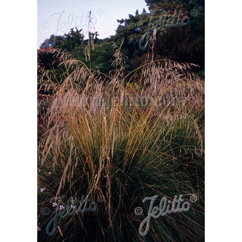 Stipa splendens|9CM|2LITRE