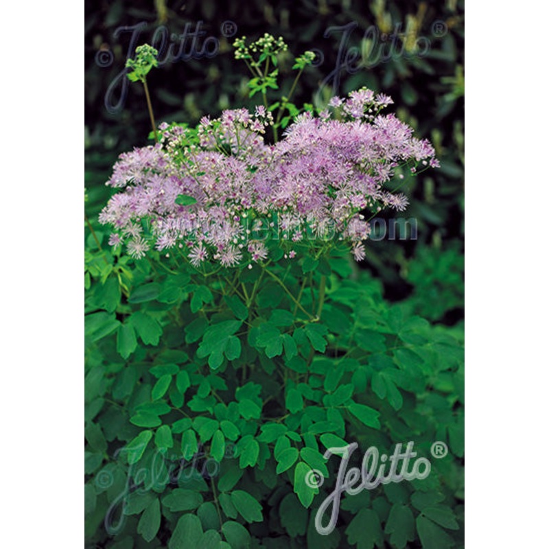 Thalictrum aquilegiifolium ‘Purpureum’