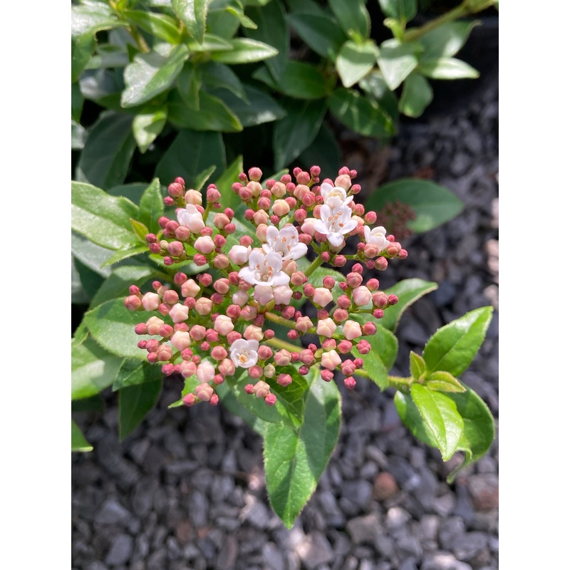 Viburnum tinus French White