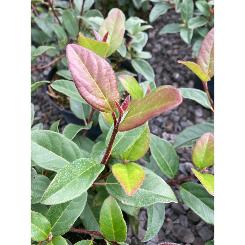 Viburnum tinus Purpureum